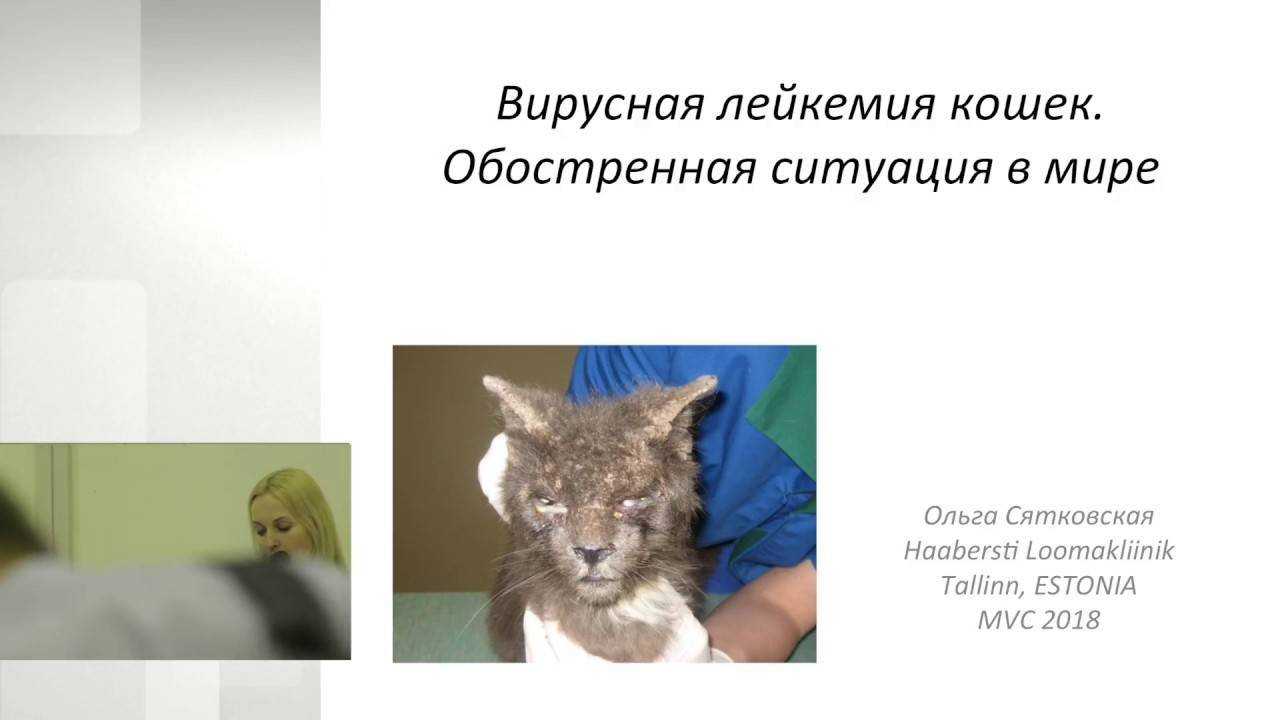 Лейкоз у детей - симптомы болезни, профилактика и лечение лейкоза у детей, причины заболевания и его диагностика на eurolab
