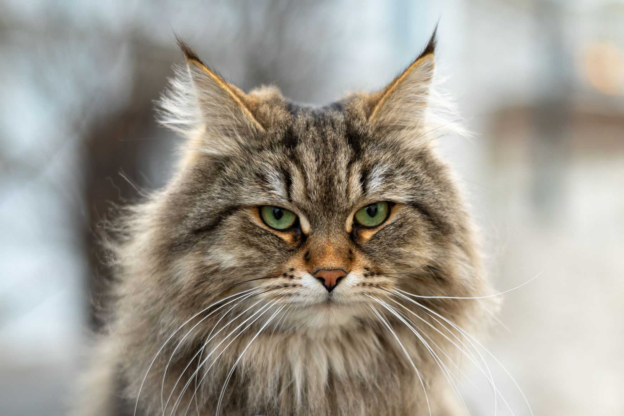 Сибирский. Сибирская кошка. Пушистые кошки Сибирские. Сибирский кот серый. Вибриссы у кошек сибирских.