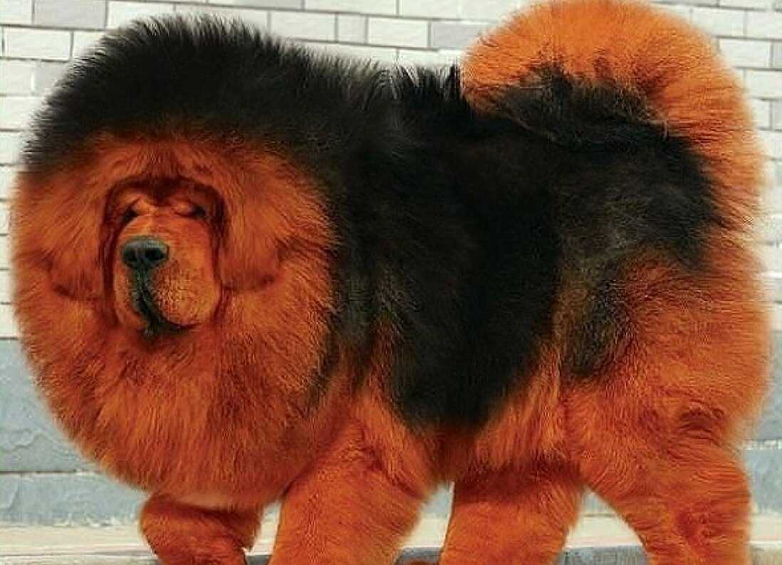 Самые дорогие собаки в мире — субъективный рейтинг | pet7