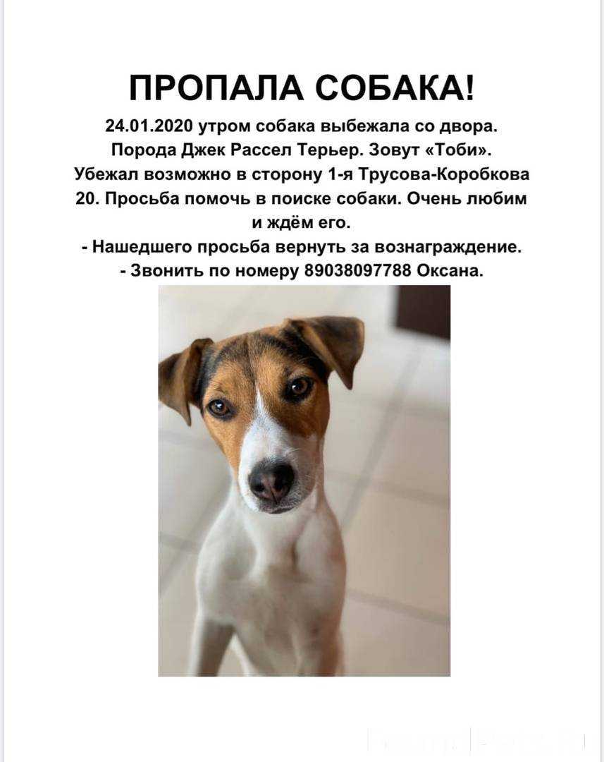 Описание породы джек рассел терьер и подробная характеристика