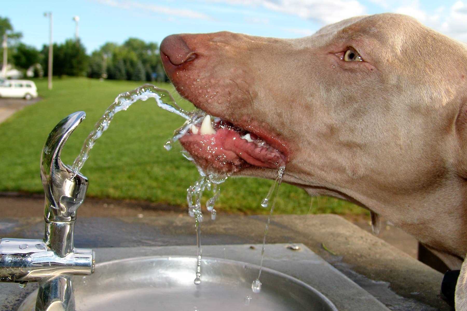 Сушняк 2. Жажда у животных. Собака пьет воду. Собака лакает воду. Жажда у собаки.