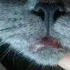 У кошки опухла нижняя губа: причины и как лечить