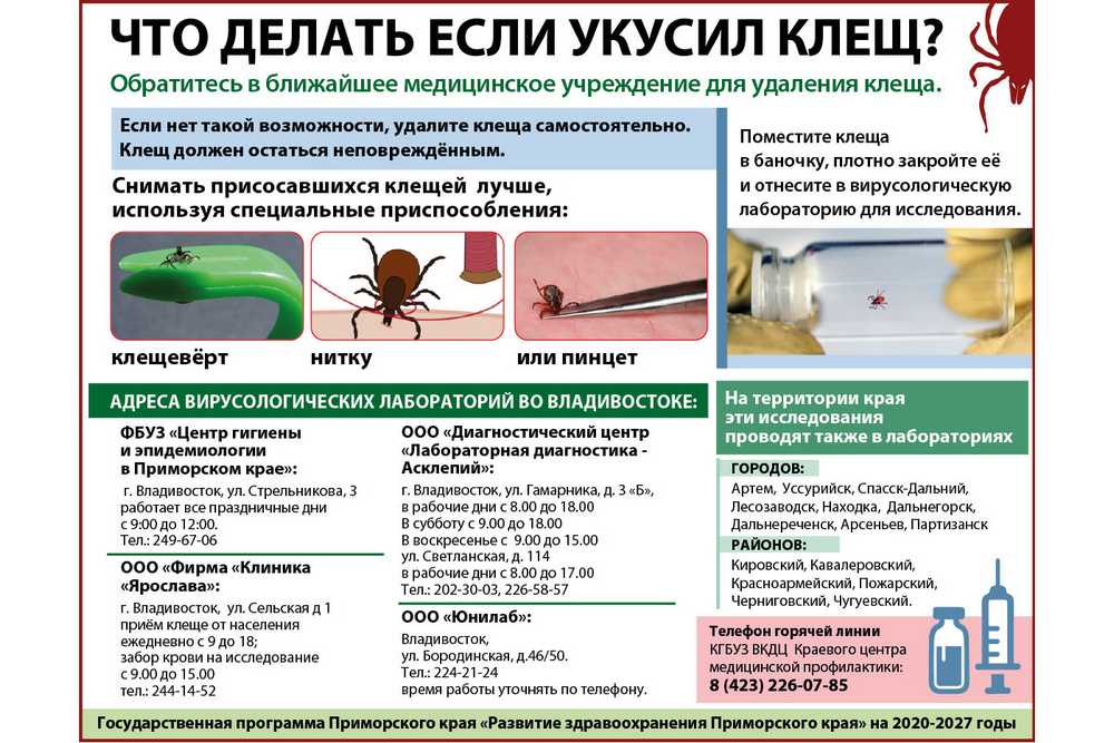 Укус кошки - опасно это или нет и первая помощь при укусе! | caticat.ru