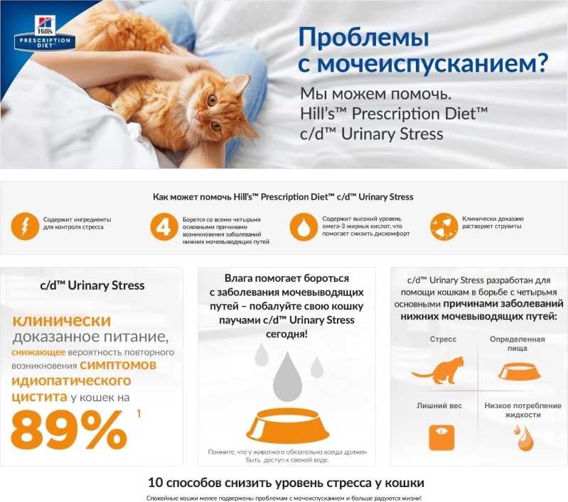 Симптомы сальмонеллеза у кошек