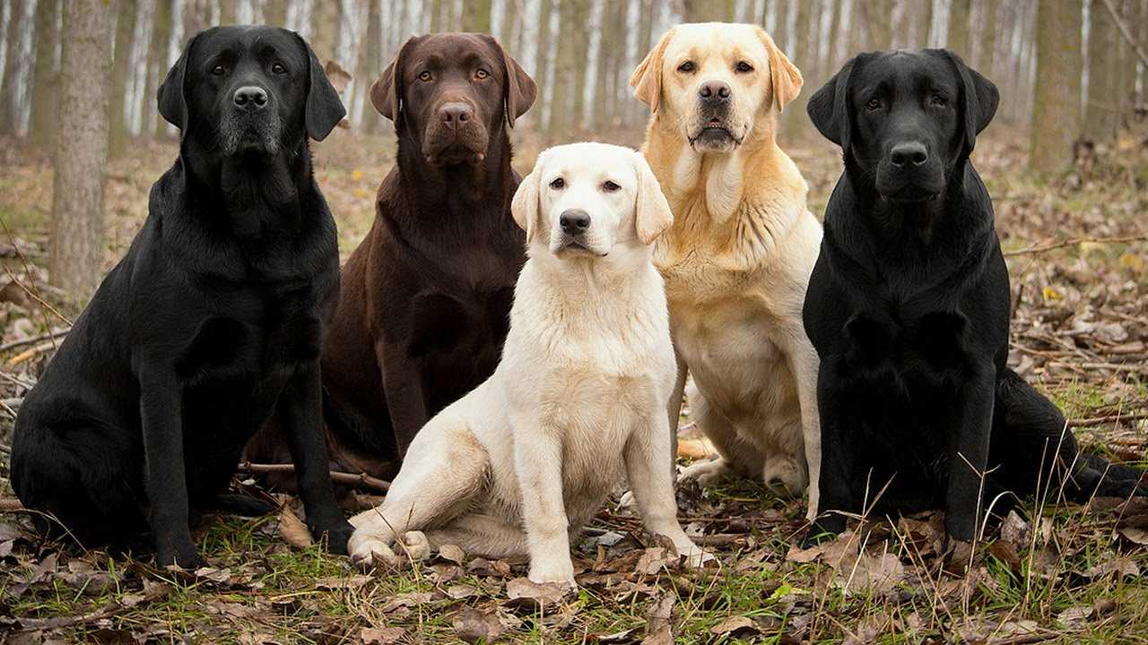 Собака лабрадор: фото, описание породы, характер и отзывы владельцев
