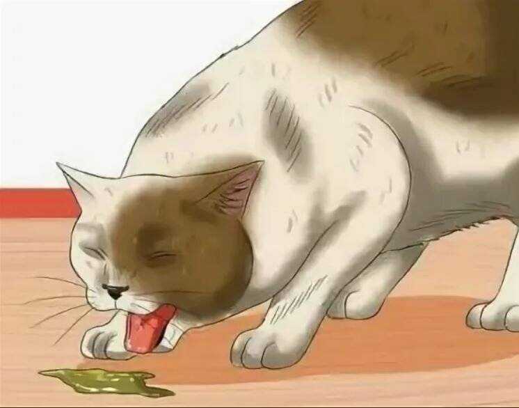 Кошка блюет и не ест