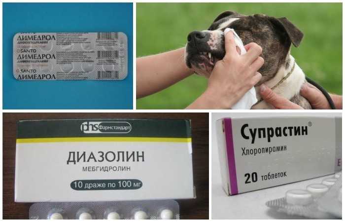 Можно собаке дать супрастин. Антигистаминные препараты для собак. Таблетки от аллергии для собак. Таблетки против аллергии для собак. Таблетки от аллергии на животных.