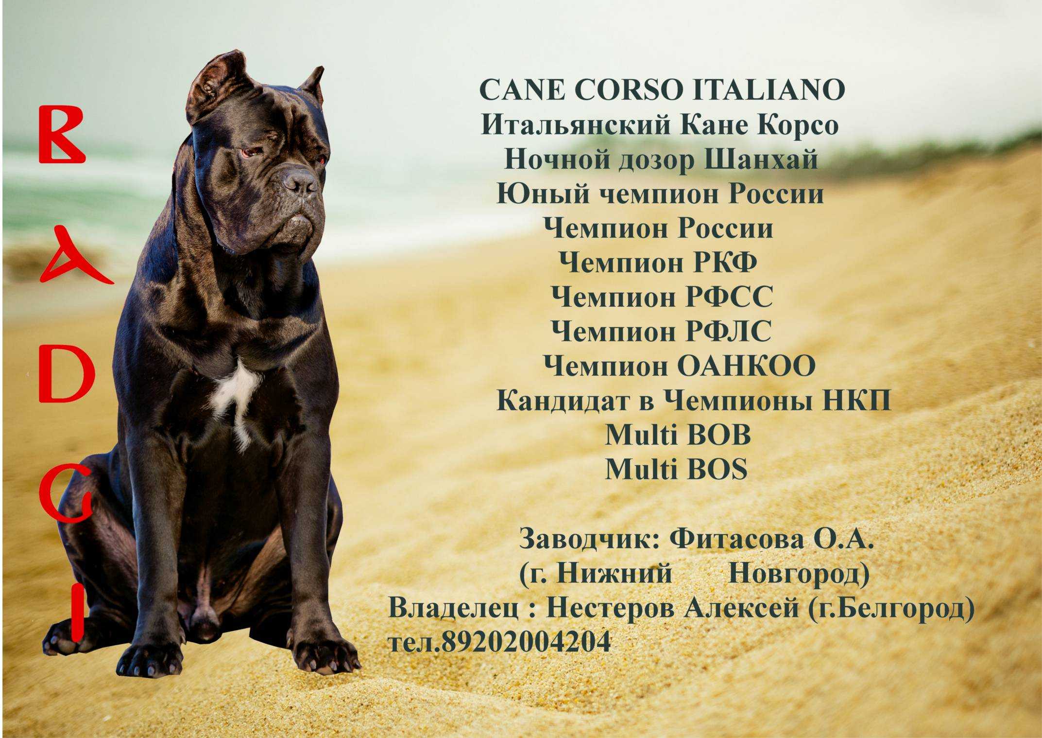 Клички для корсо. Кане Корсо. Итальянская собака Кане Корсо. Кане Корсо собака рост и вес. Базир Кане Корсо.