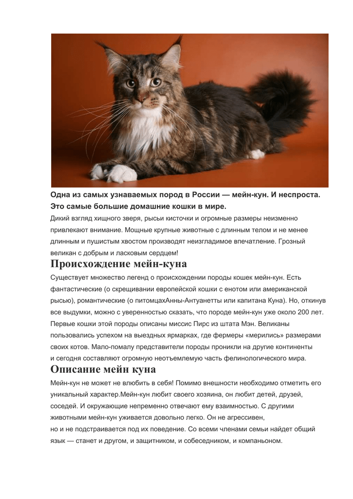 Мейн-кун: фото, описание, характер, содержание, отзывы
