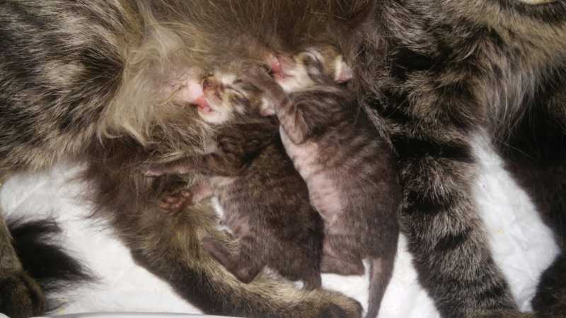 Поведение кошки перед родами