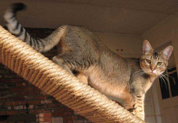 Кошка чаузи