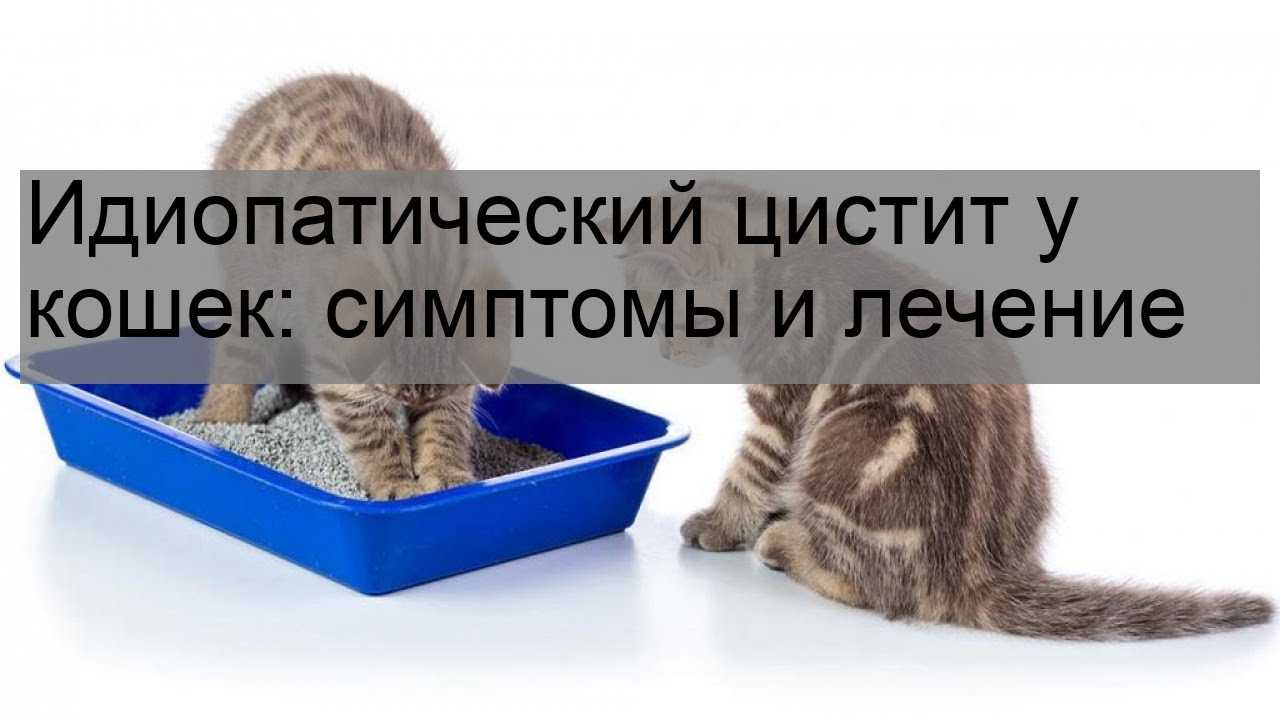 Лечение цистита у кота схема лечения