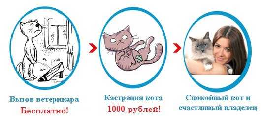 Плюсы и минусы стерилизации кошек. Стерилизация кошки схема. Стерилизация кошки плюсы и минусы.