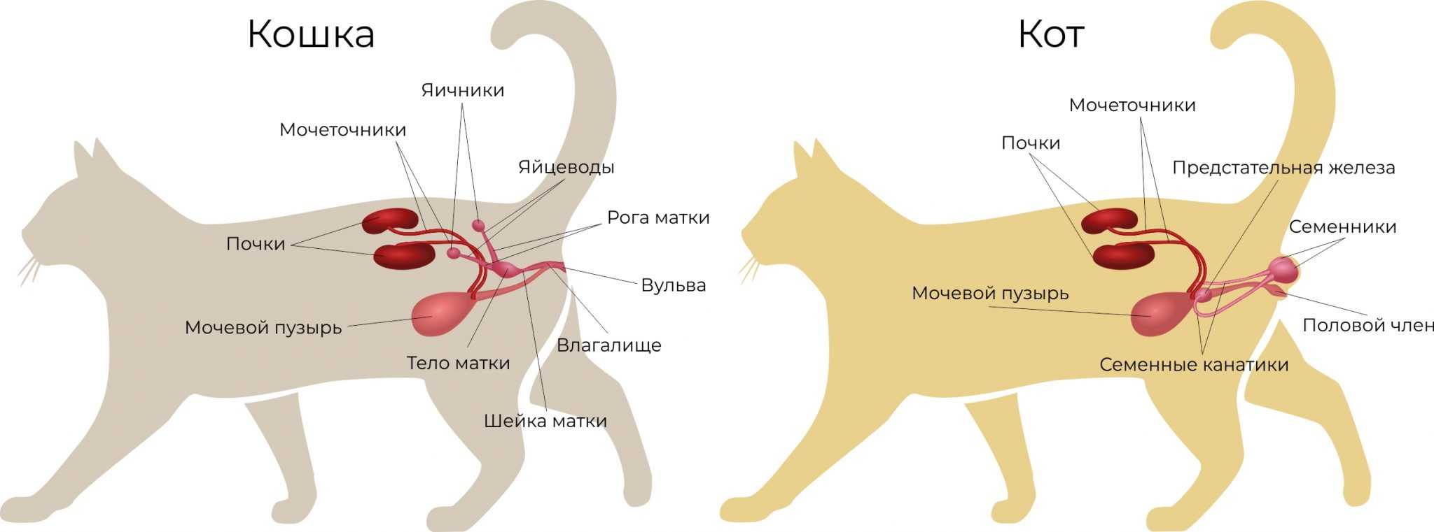 Когда кастрировать котенка или кота: лучший возраст