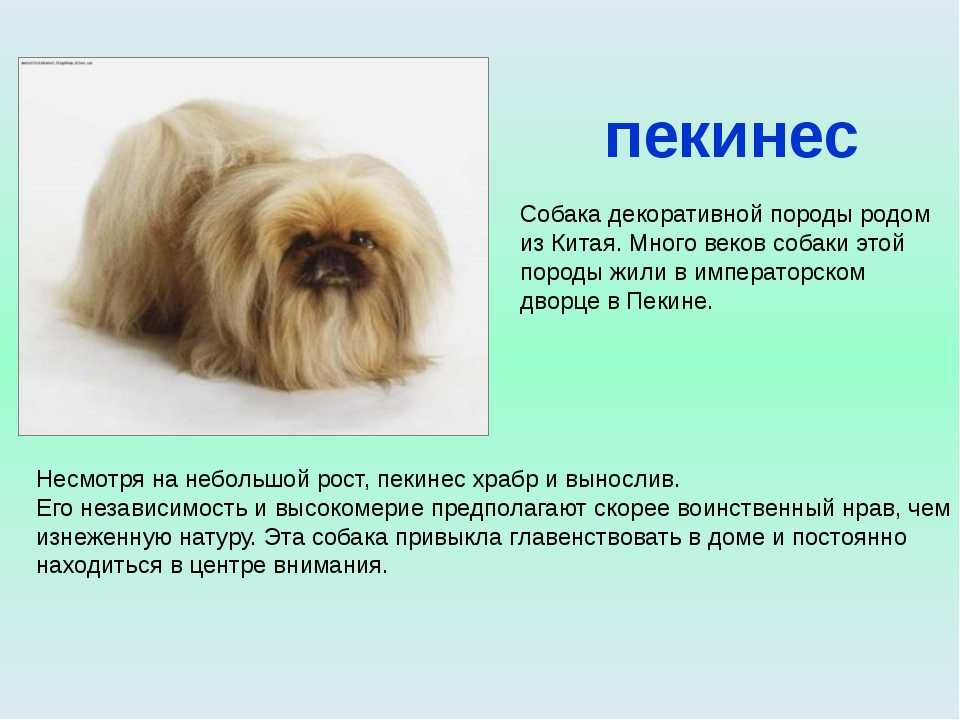 Пекинес: особенности породы, характер, уход и питание, вязка.