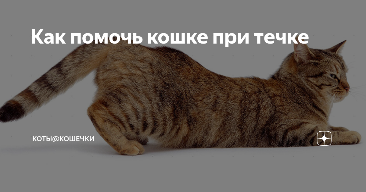 Ветеринарный врач про течку у кошек: как успокоить