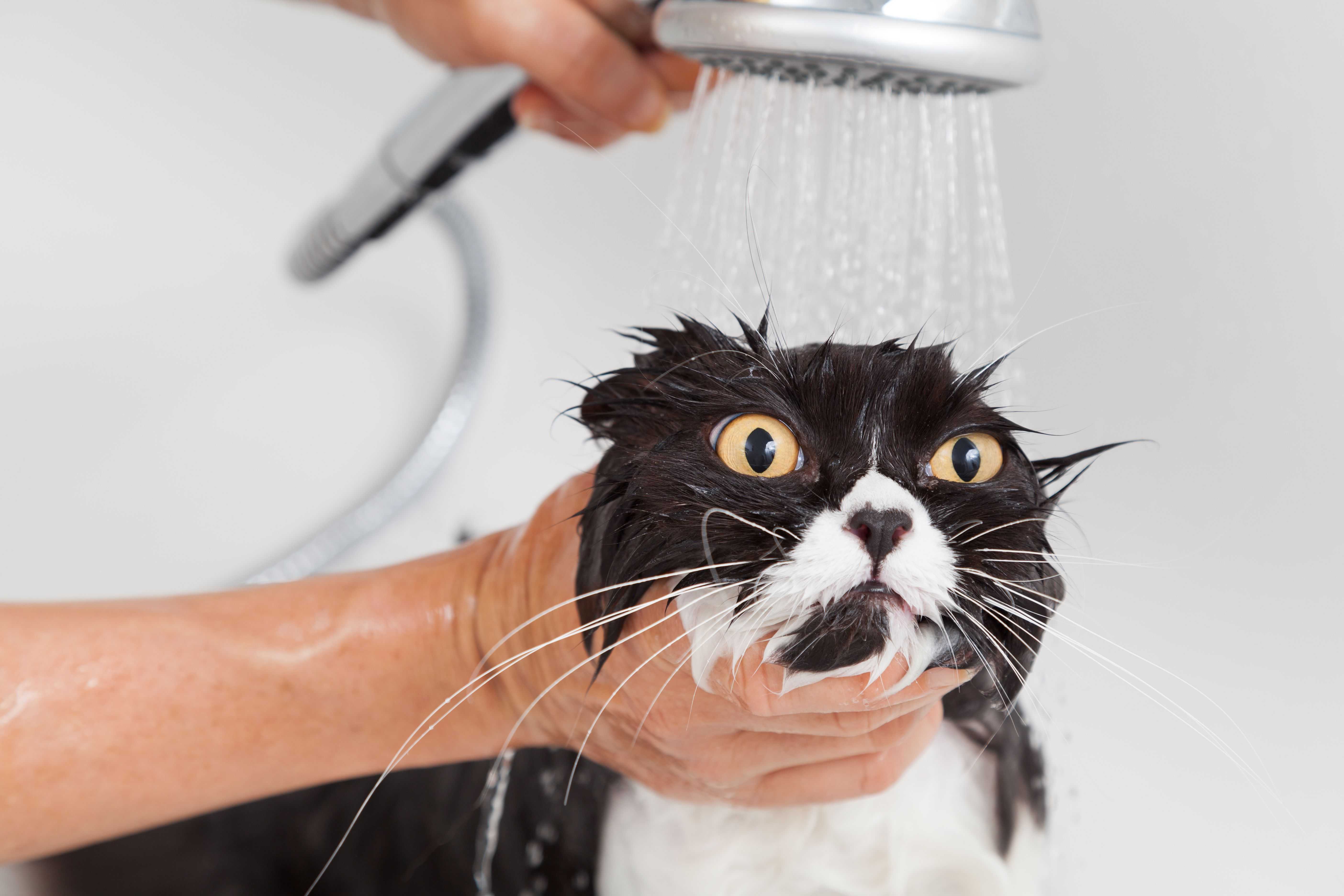 Сколько раз мыть кошку. Кошка моется. Мытые кошки. Помывка кота. Кот под душем.