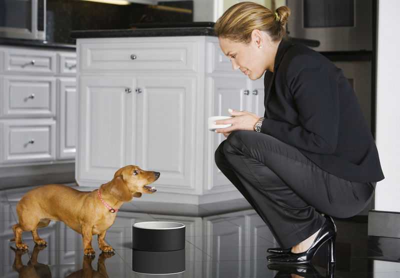 Почему собака лает без причины в квартире: способы отучения от привычки