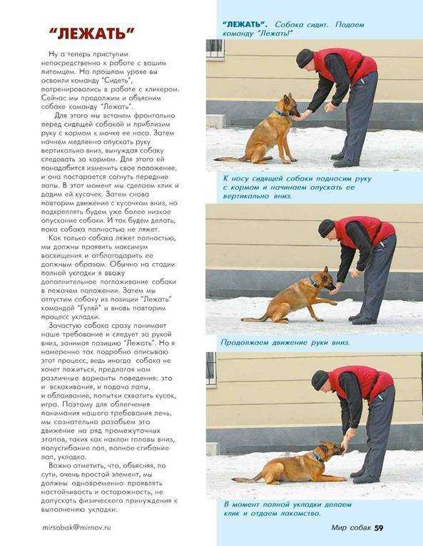 Как научить собаку команде «сидеть!»: просто и понятно