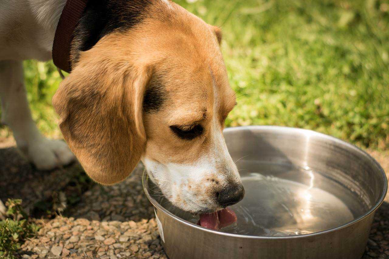 Собака пьет и рвет. Миска для собак. Собака пьет. Животные пьют воду. Собака пьет воду.