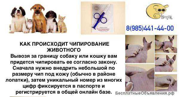 Что такое чипирование собак и зачем оно необходимо
