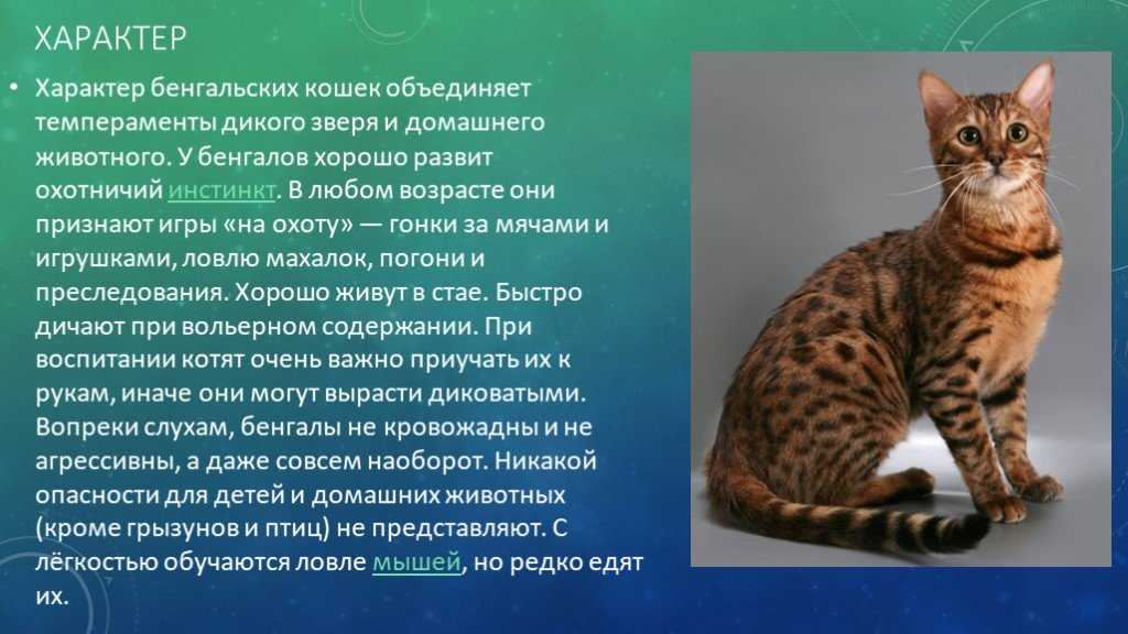 Кошка экзотической породы: характер экзота, уход за питомцем и его содержание, выбор котёнка, отзывы владельцев, фото короткошёрстного кота