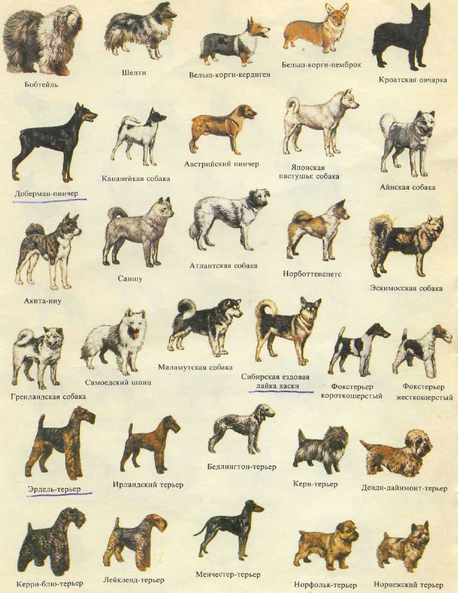 Породы собак с фотографиями и названиями крупных и средних пород