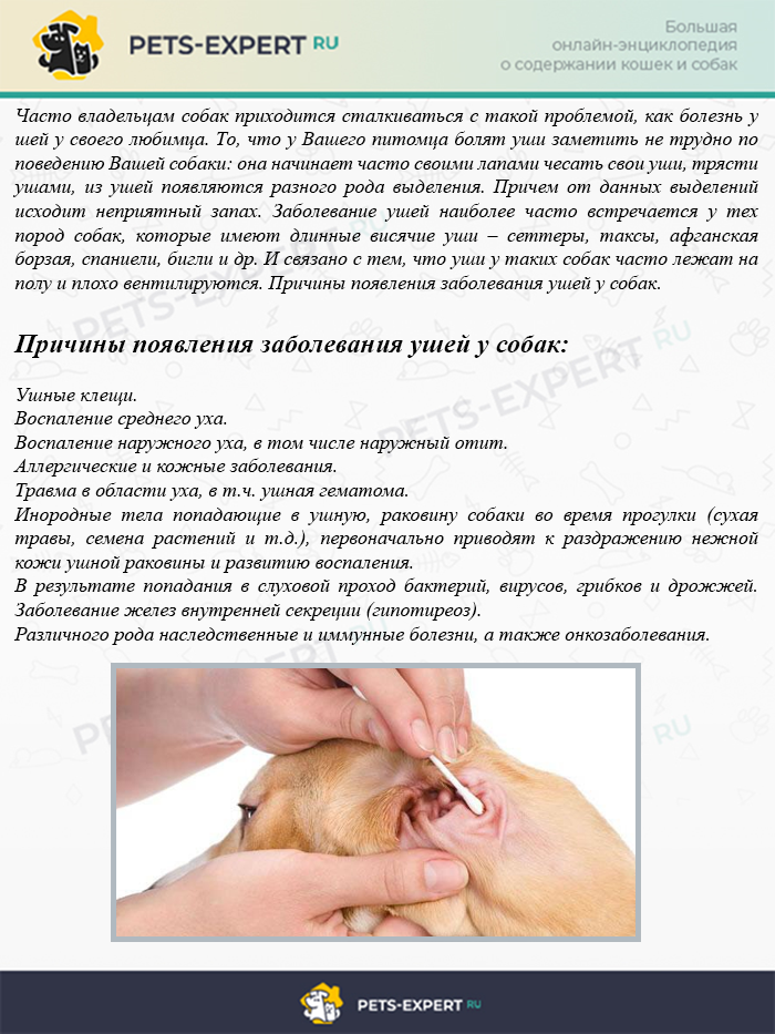 Почему собака трясет головой и чешет уши: возможные причины :: syl.ru