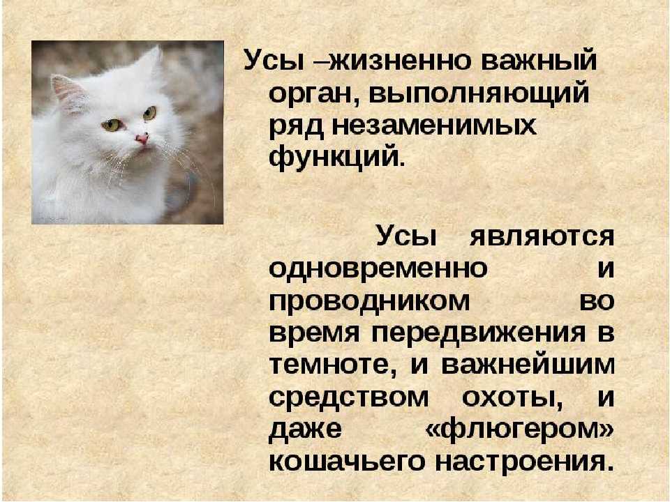 Что произойдет, если обрезать кошачьи усы? | домашние животные