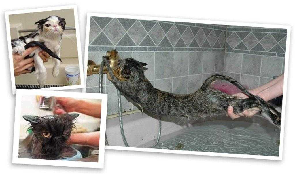 Моем кошку правильно. Кот в ванной. Мытье котов. Кот моется. Купание кошки.