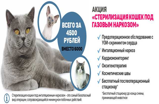 Стоит ли кастрировать собаку? плюсы и минусы кастрации кобеля