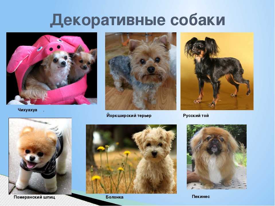 Породы собак для квартиры: спокойные, недорогие, умные, самые здоровые, охранные (фото с названиями) питомцы, которых лучше завести для содержания дома. топ