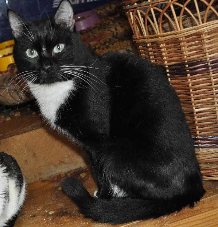 Порода черно белых кошек с фотографиями. Бомбейская кошка длинношерстная. Черная кошка с белой грудкой. Кошка с белыми лапками. Черная кошка с белыми лапками.