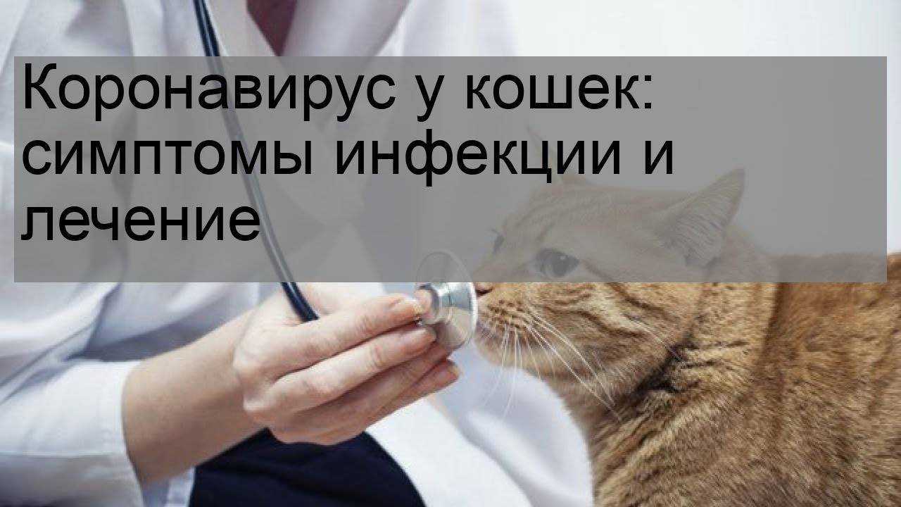 Лабораторные тесты на коронавирус covid-19 простым языком. как правильно выбрать метод исследования.
