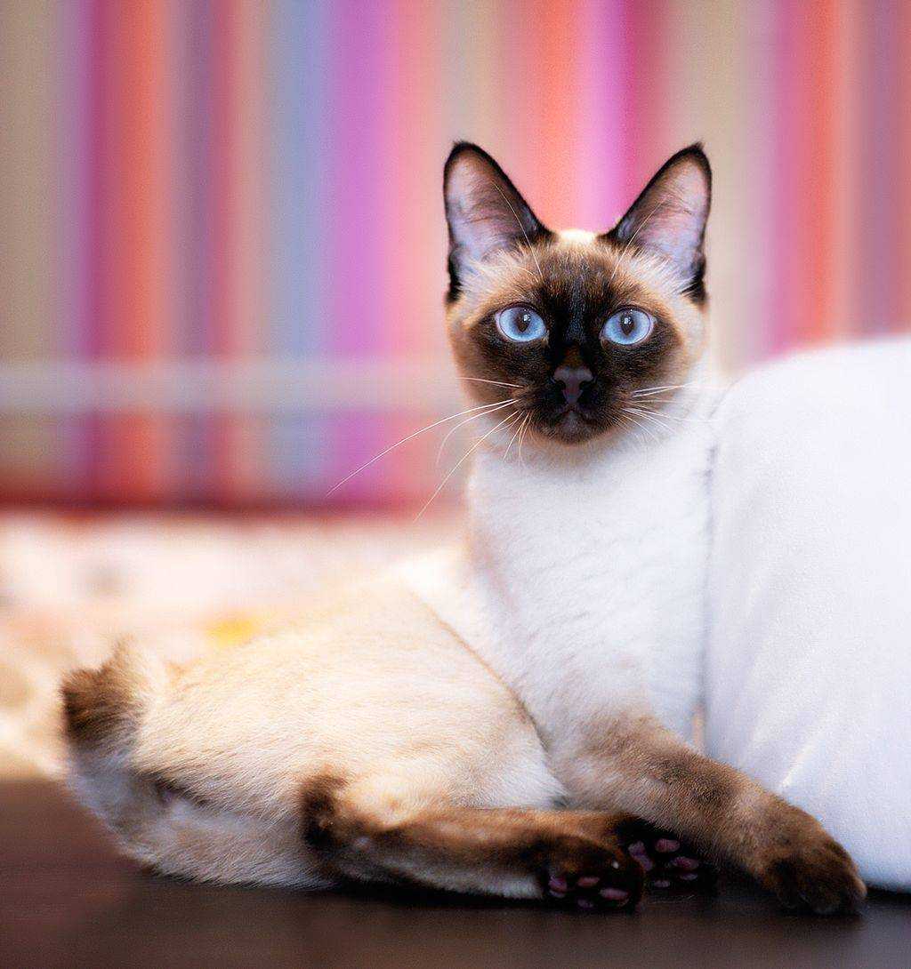 Тайская кошка фото и описание