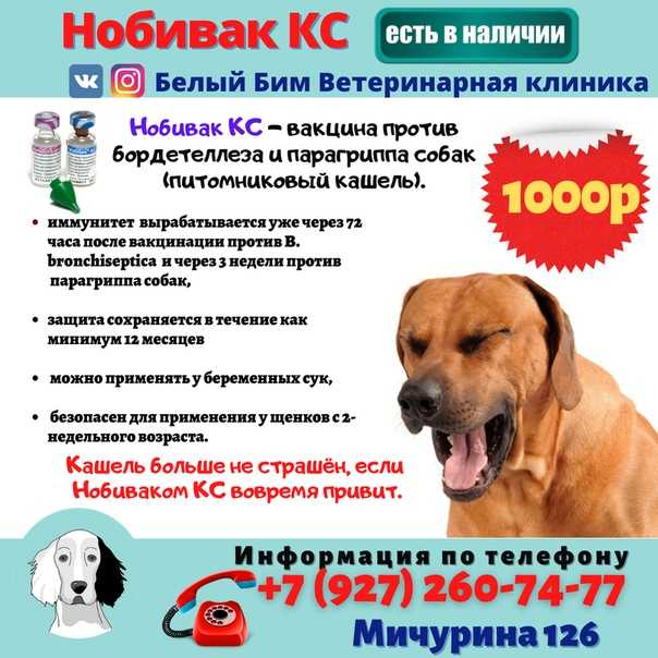 Бордетеллез у кошек схема лечения