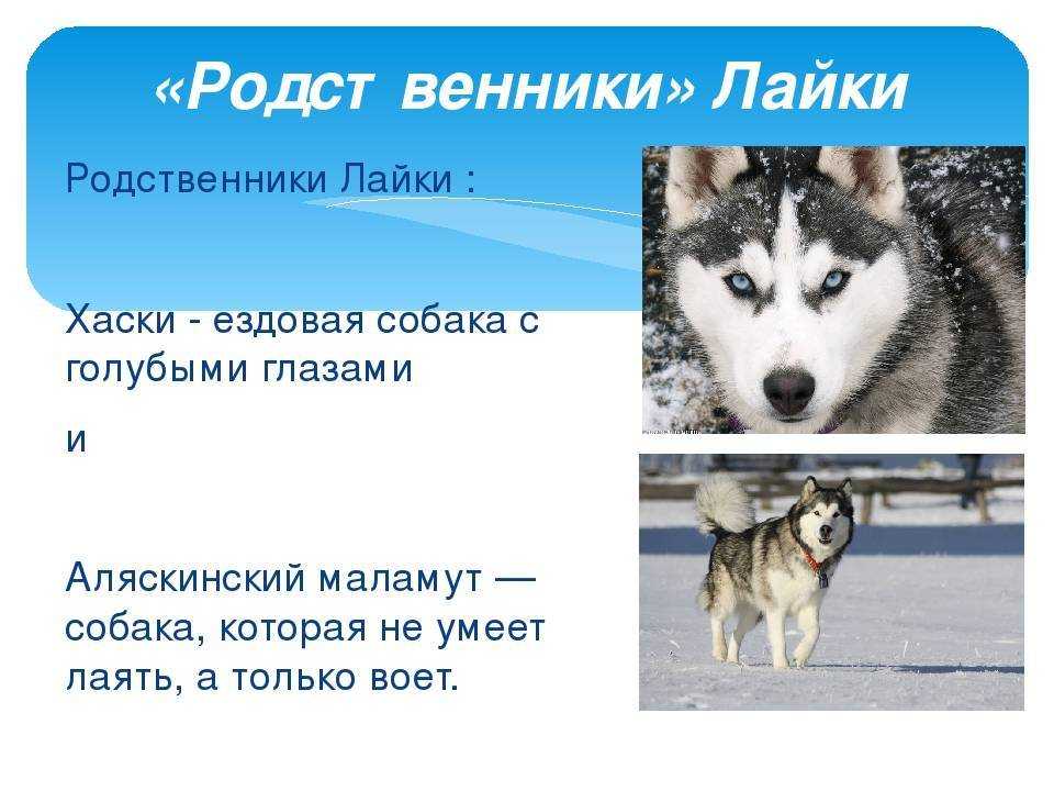 Опыт жизни с хаски за 5 лет