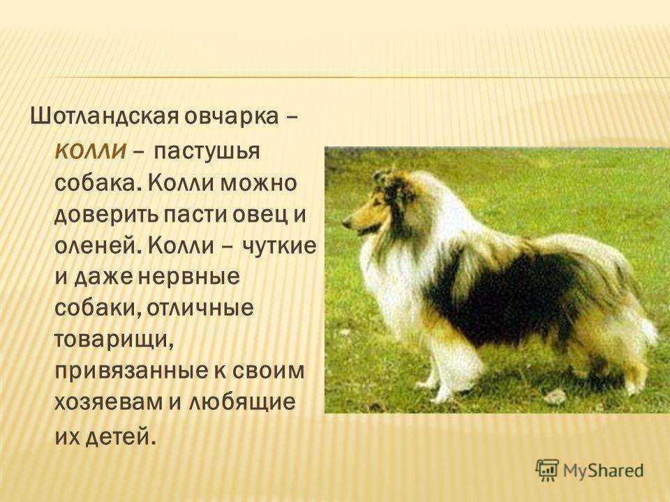 Пастушьи и скотогонные собаки