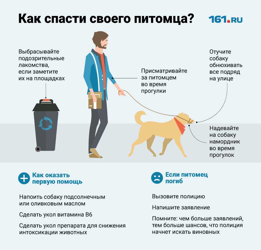 Первоочередные действия владельца при отравлении собаки - советы ветеринаров