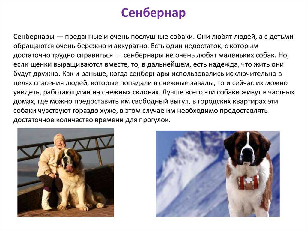 Огромный сенбернар – отважный спасатель и просто друг семьи