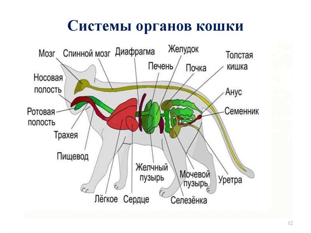 Пищеварительная система у млекопитающих схема биология 7 класс