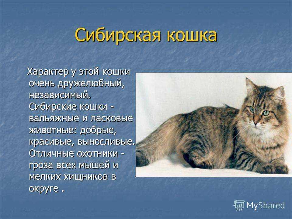 Криминальный талант котов. почему они воруют? | животные | школажизни.ру