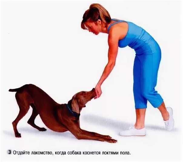 Как научить собаку (или щенка) команде "фу": инструкция пошаговая