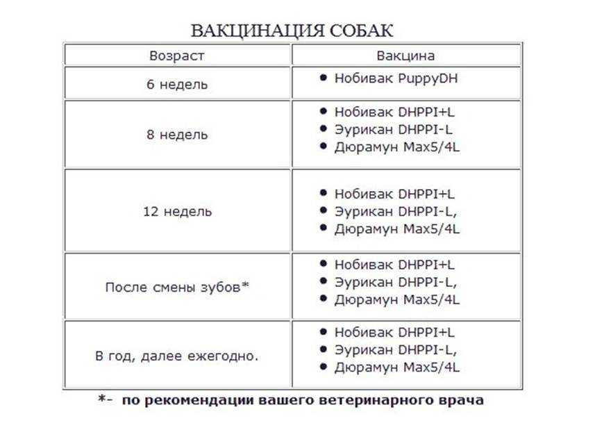 Схема прививок для собак