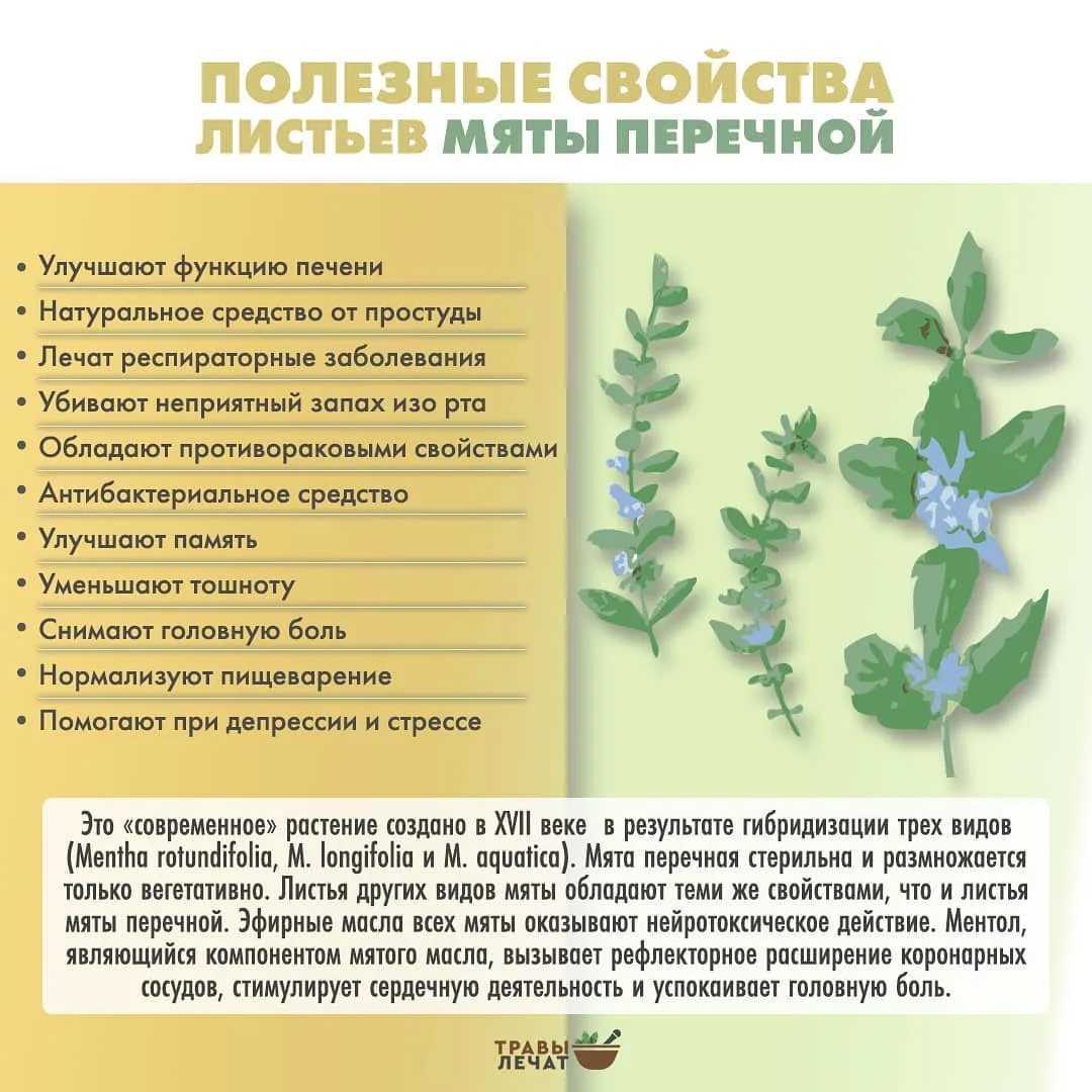 Кошачья мята (котовник) и её воздействие на кошек — domovod.guru