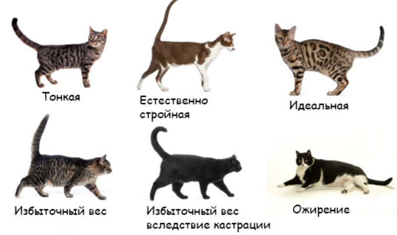 До какого возраста растут коты и кошки — особенности взросления