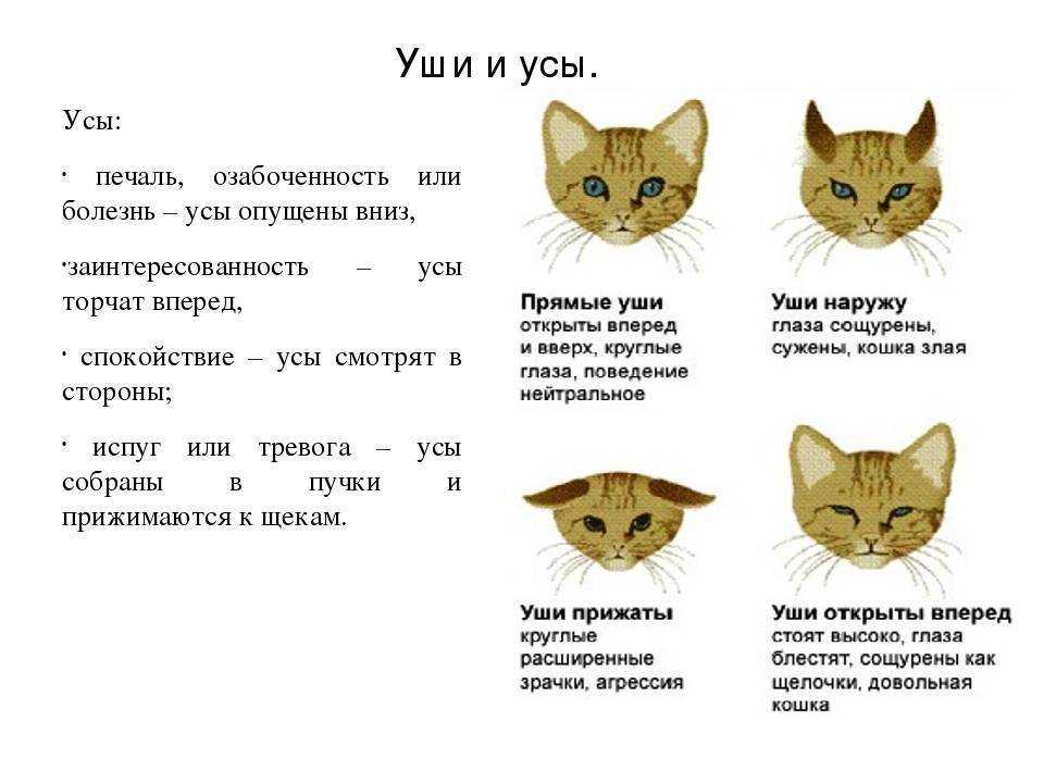 Зачем кошке усы?