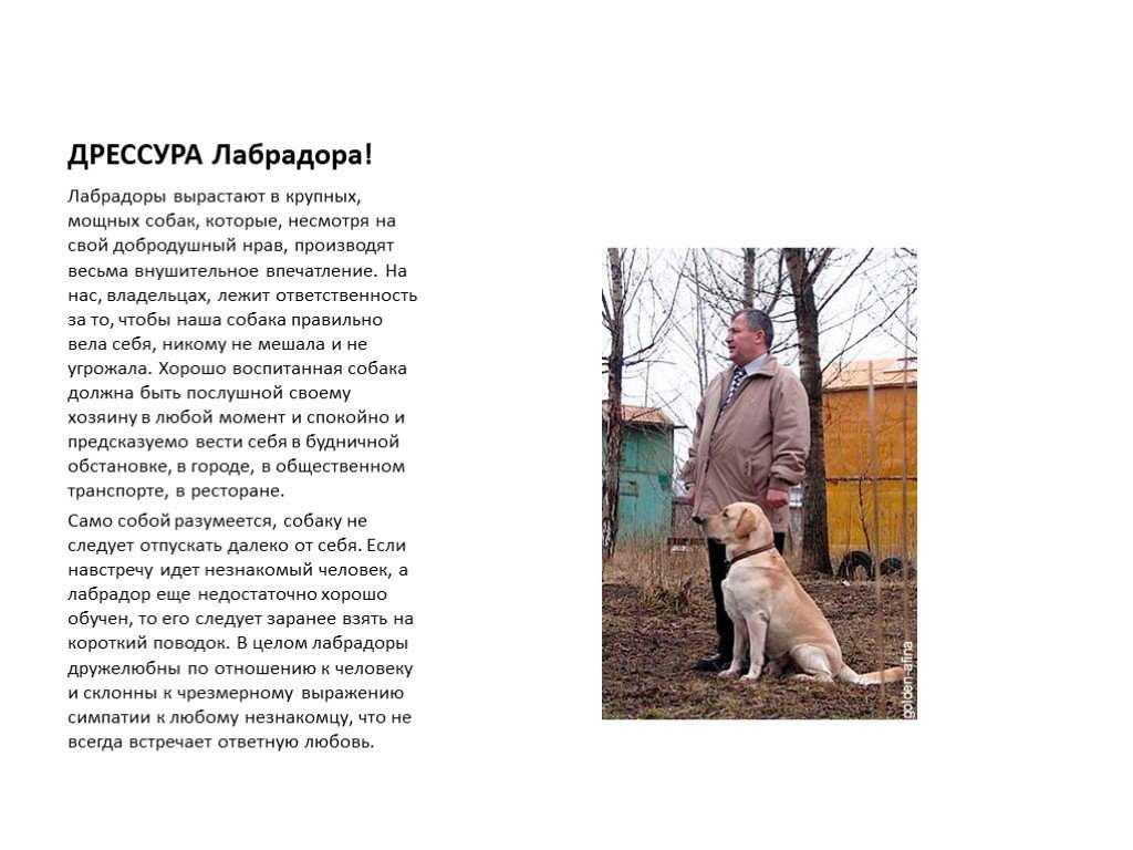 Жизнь с лабрадором!
