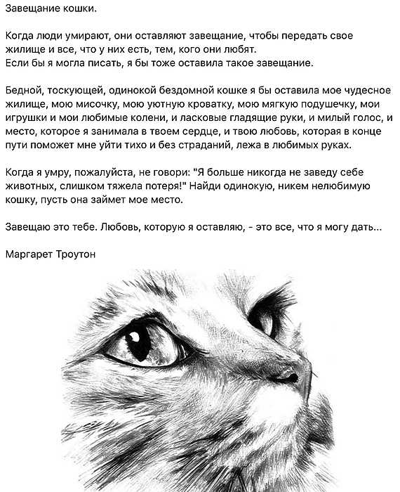 Как пережить смерть любимой кошки? только не терзайте себя! | ваши питомцы