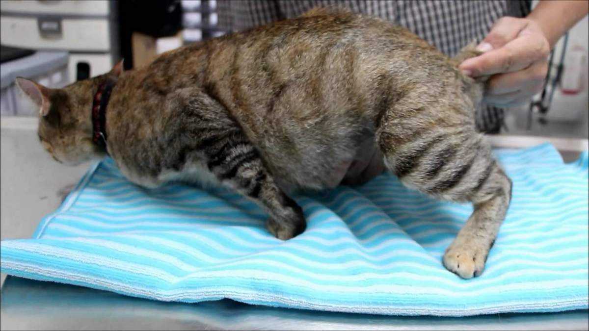 4 причины ложной беременности у кошки